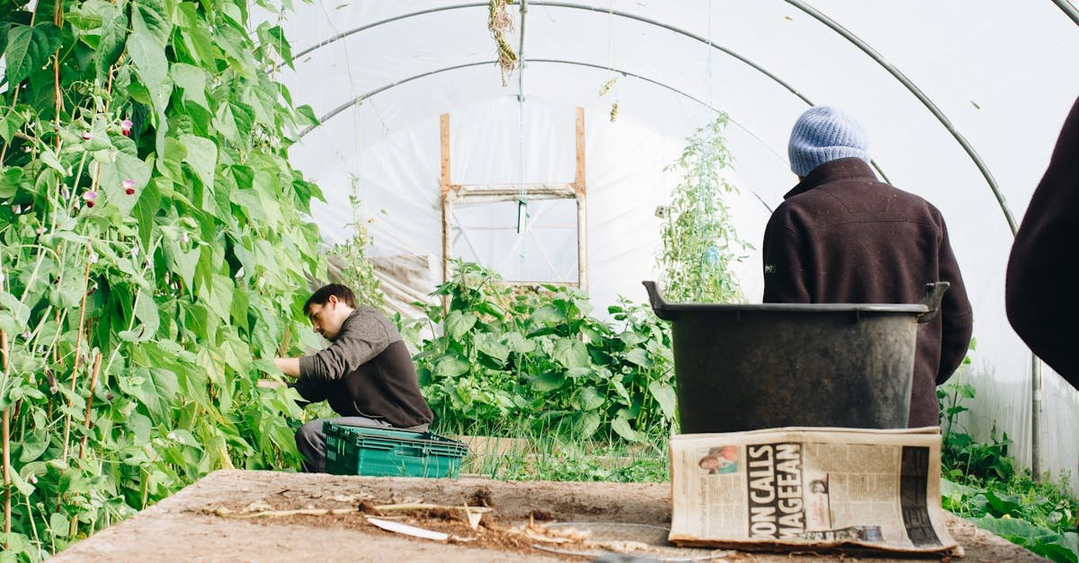 Two farmers tending to vegetables in a greenhouse in County Galway, Ireland.