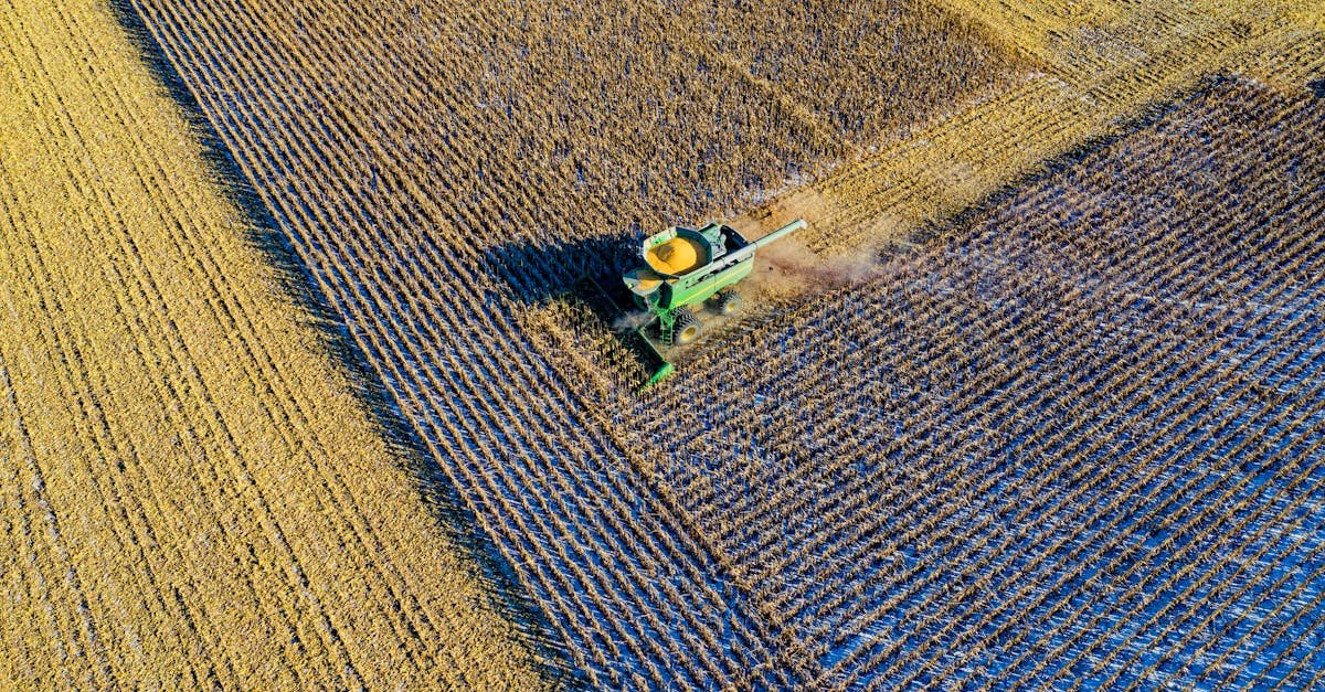 Aerial shot of a harvester working a cornfield in rural Austin, MN during fall season.
